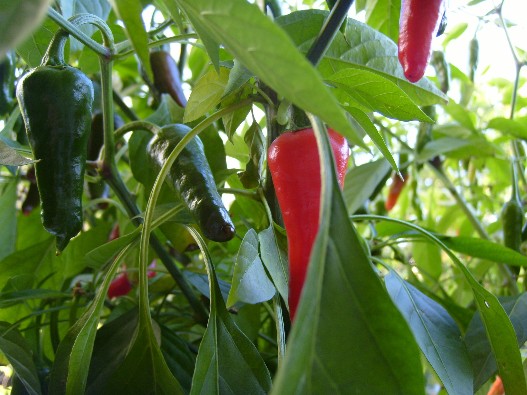 Das Foto zeigt Chilischoten aus dem Garten in Valbert